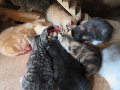Healthy Friendly Farm Kittens