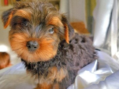 Yorkie Puppy Teddy 🧸 😍