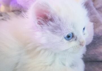 Rare white Ragdoll kittens