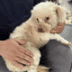 Female poodle