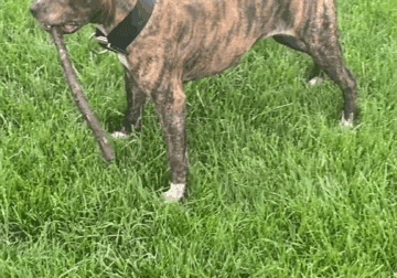 American Pitbull Terrier
