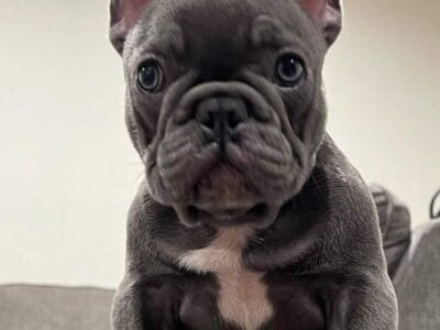 Frenchie bulldog