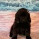 AKC Newfoundland’s Full Registration