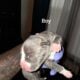 Blue Merle Puppys 5/11/25