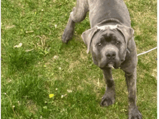 Cane Corso 6 months old