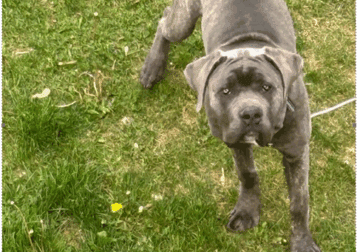 Cane Corso 6 months old