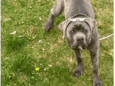 Cane Corso 6 months old