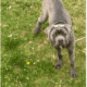 Cane Corso 6 months old