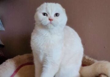 Scottishfold young boy