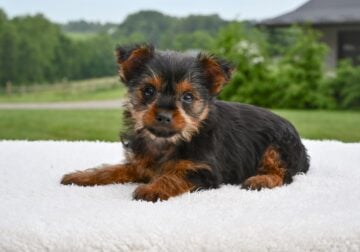 Yorkshire Terrier Baltic OH-Penny