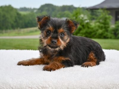 Yorkshire Terrier for Sale Baltic OH-Penny