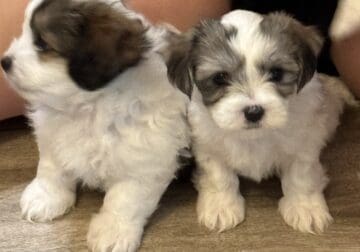 Shih tzu Maltese mix Puppies