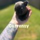 French bulldog Puppies for rehoming 7/9 Akc cert