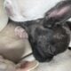 💥 French Bulldog Puppies – 12 Weeks – Vet Checked