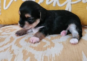 Rehoming 4 male yorkie puppies,all boys,5/27/25