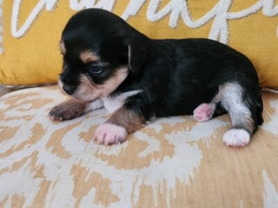 Rehoming 4 male yorkie puppies,all boys,5/27/25