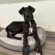 Great Dane / Mastiff