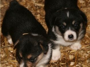 AKC Pembroke Welsh Corgi’s in WI