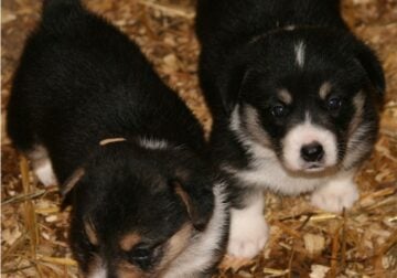 AKC Pembroke Welsh Corgi’s in WI