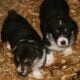 AKC Pembroke Welsh Corgi’s in WI