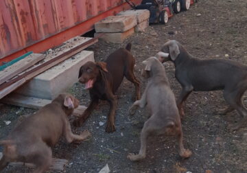 Doberman Labrador puppies