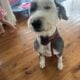 Old English Sheepdog