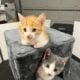 Free kittens to good home