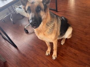 Well Behaved German Shepard