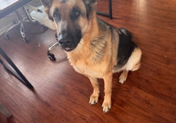 Well Behaved German Shepard