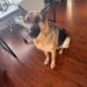 Well Behaved German Shepard