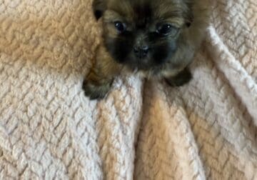 Shih Tzu puppies