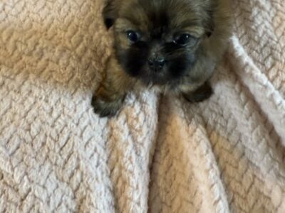 Shih Tzu puppies