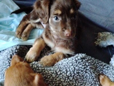 12 week old Full Breed Chihuahua Pups