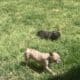Puppy for sale Frenchie Merle