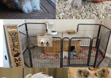 English Angora with EVERYTHING