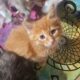 Maine Coon Polydactyl Orange Tabby Male