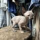 Beautiful Sphynx kittens