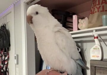 Quaker parrot
