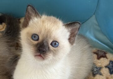 Siamese kittens Abilene x Oskar