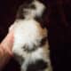 7 week pekingese