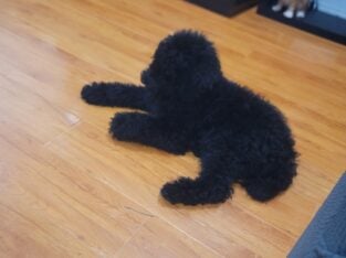 Standard poodles puppies
