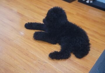 Standard poodles puppies