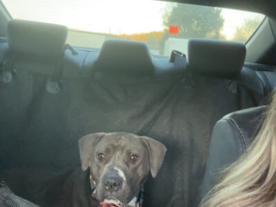 female pit mix (Nicole)