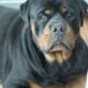 Rottweiler Puppies