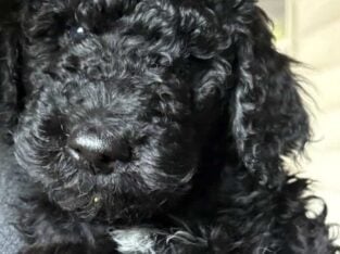 Standard Poodle