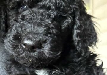 Standard Poodle