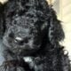 Standard Poodle