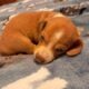 Peaches Unique Mini Weenies Dachshund Puppy