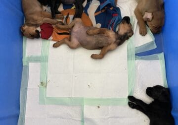 Rottie Corso