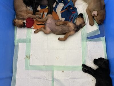 Rottie Corso